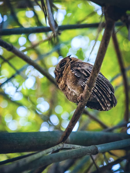 Camouflaged Collared Scops Owl